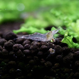 Caridinides wilkinsi 'Calman' (CWC - Algae eaters)