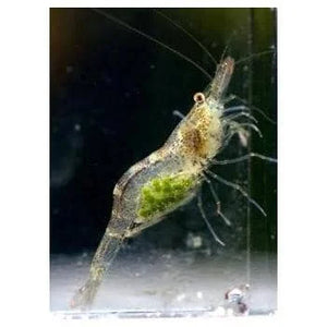 Caridinides wilkinsi 'Calman' (CWC - Algae eaters)