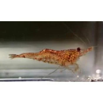 Caridinides wilkinsi 'Calman' (CWC - Algae eaters)