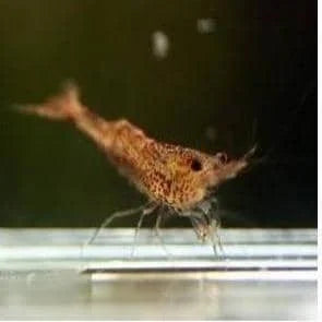 Caridinides wilkinsi 'Calman' (CWC - Algae eaters)