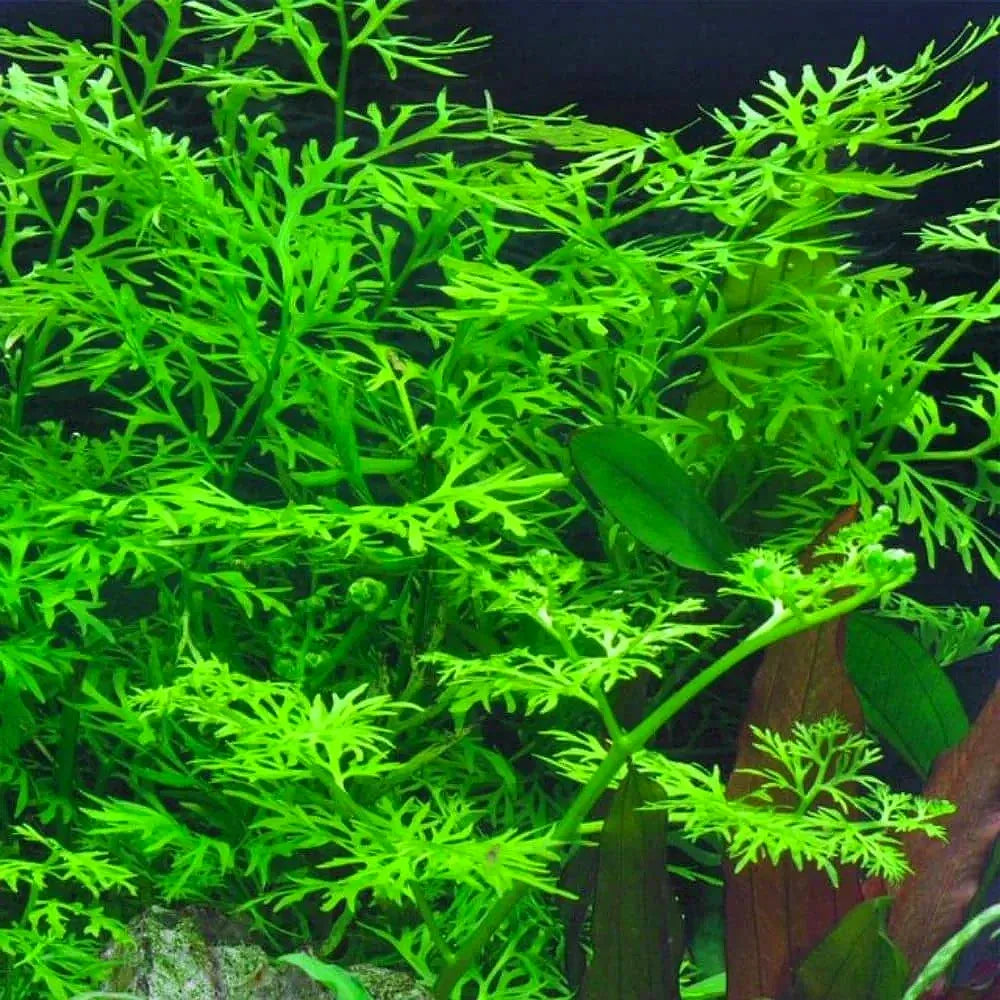 Ceratopteris Thalictroides - Water Sprite
