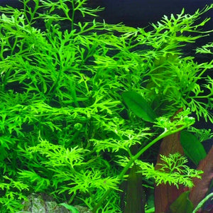 Ceratopteris Thalictroides - Water Sprite