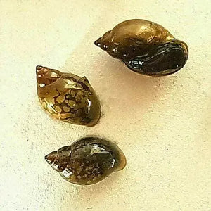 🔥HOT DEAL🔥 - Bladder Snails (Buy 10 Get 4 Free)