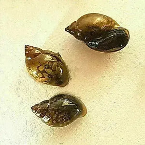 🔥HOT DEAL🔥 - Bladder Snails (Buy 10 Get 4 Free)