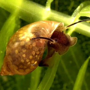 🔥HOT DEAL🔥 - Bladder Snails (Buy 10 Get 4 Free)