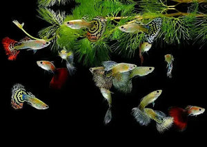 LITTLE WAVES COMBO: FOR NEWBIE FISH LOVER