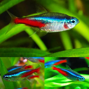 LITTLE WAVES COMBO: FOR NEWBIE FISH LOVER