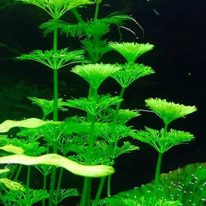 LITTLE WAVES COMBO: FOR NEWBIE FISH LOVER