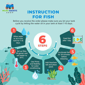 LITTLE WAVES COMBO: FOR NEWBIE FISH LOVER