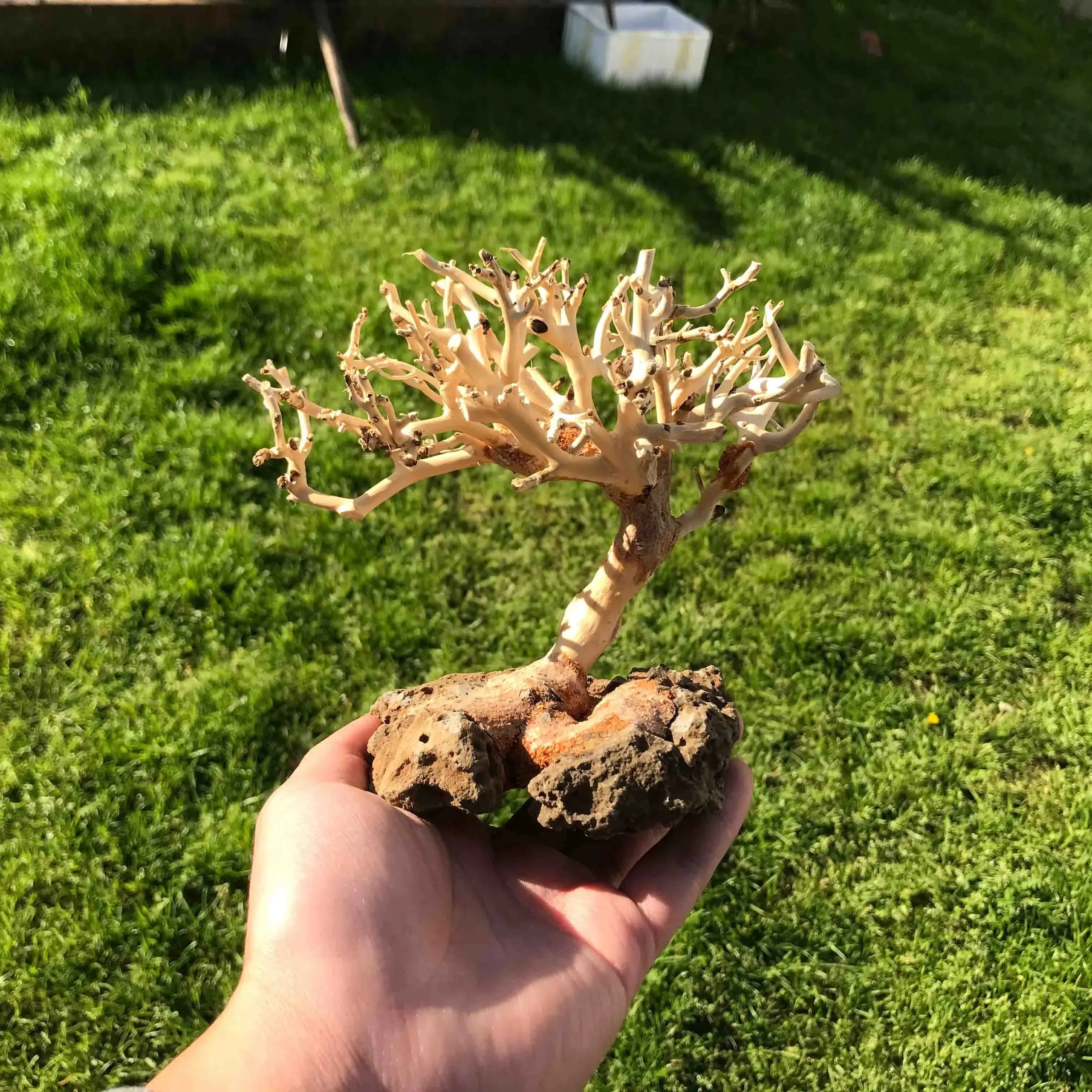 New Nature style Driftwood tree on Volcanic Rock - 15 cm height