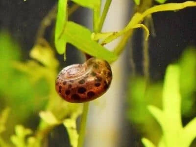 Ramshorn Snail Package 3 (1 Red, 1 Cherry Red, 1 Leopard, 1 Blue )