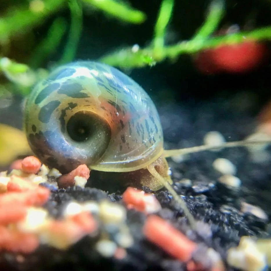 Ramshorn Snail Package 3 (1 Red, 1 Cherry Red, 1 Leopard, 1 Blue )