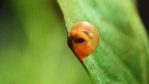 Ramshorn Snail Package 3 (1 Red, 1 Cherry Red, 1 Leopard, 1 Blue )