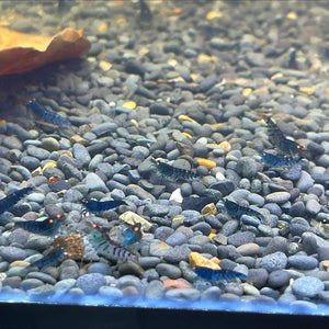 Orange Eyes Higher Blue Tiger Shrimp