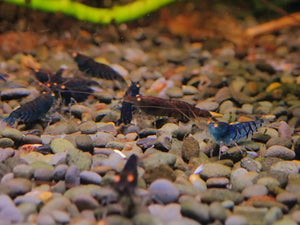 Orange Eyes Higher Blue Tiger Shrimp