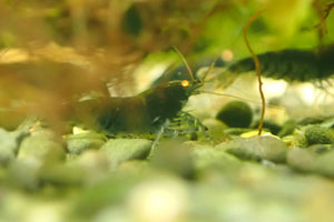 Orange Eyes Higher Blue Tiger Shrimp