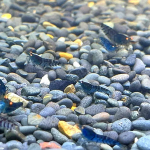 Orange Eyes Higher Blue Tiger Shrimp