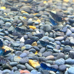 Orange Eyes Higher Blue Tiger Shrimp