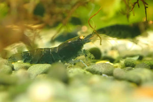 Orange Eyes Higher Blue Tiger Shrimp