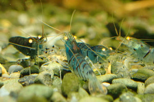 Orange Eyes Higher Blue Tiger Shrimp