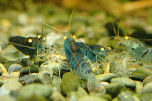 Orange Eyes Higher Blue Tiger Shrimp