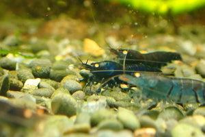Orange Eyes Higher Blue Tiger Shrimp