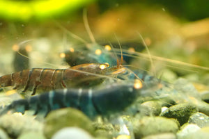 Orange Eyes Higher Blue Tiger Shrimp