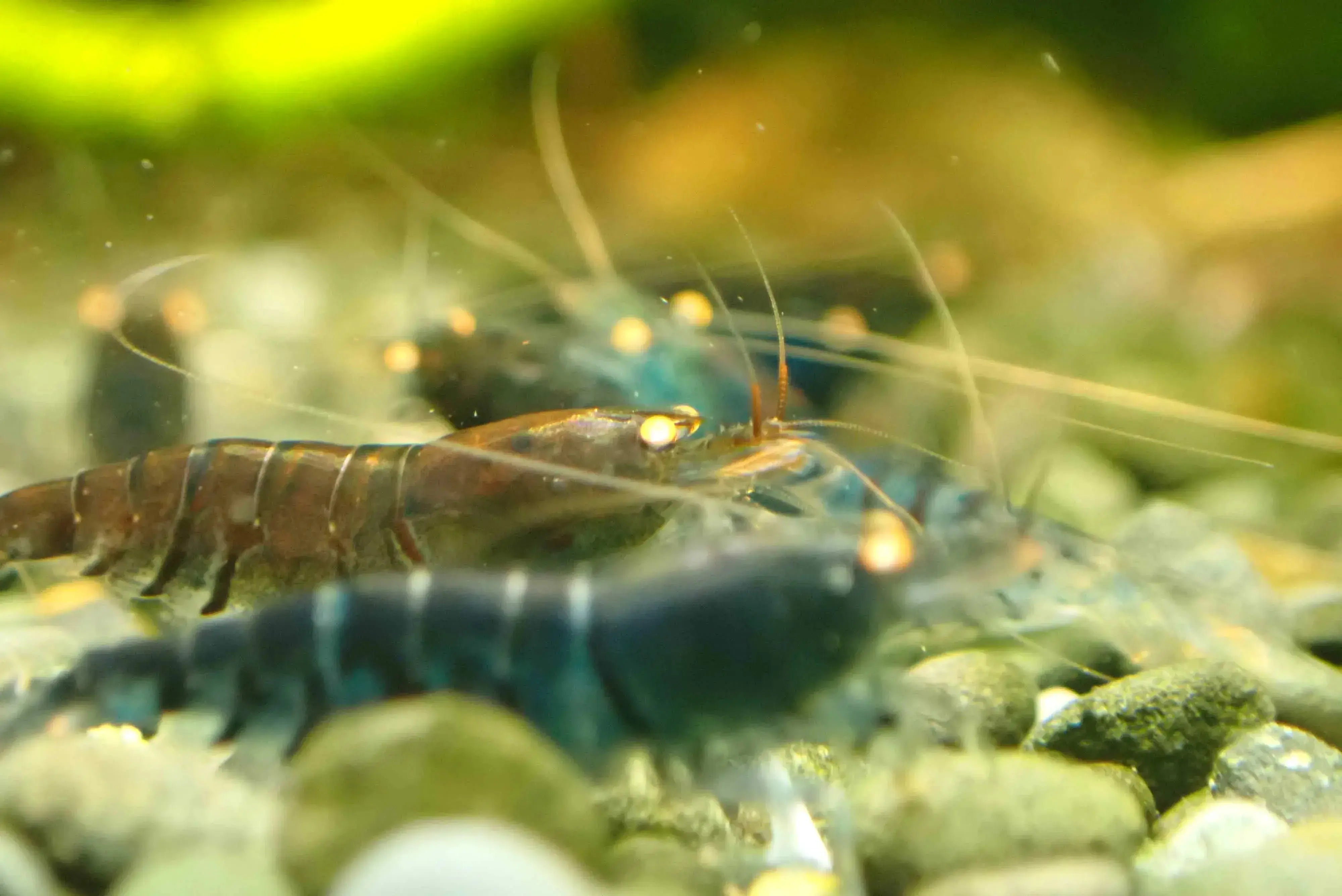 Orange Eyes Higher Blue Tiger Shrimp