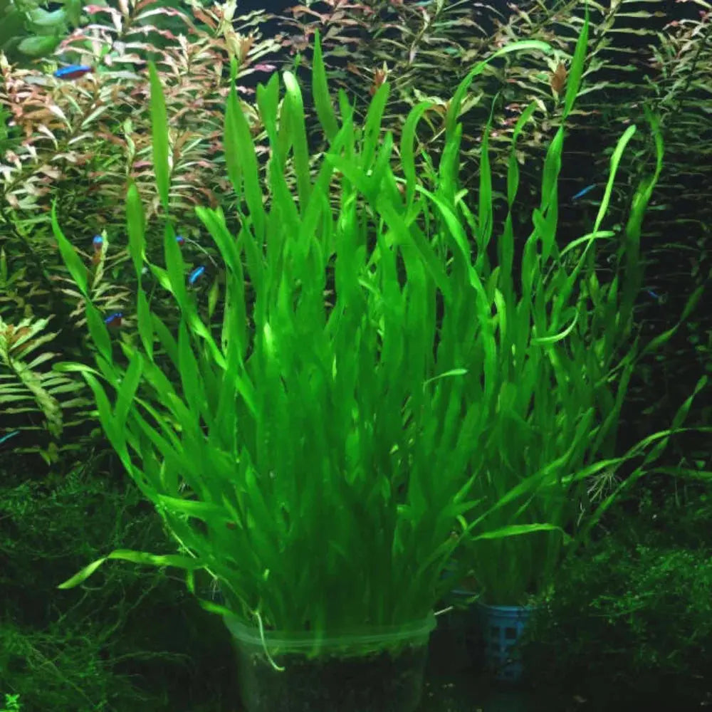 Crockscrew Vallisneria