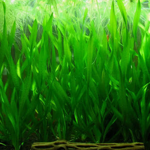Crockscrew Vallisneria