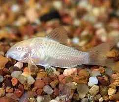 Corydora Albino Catfish