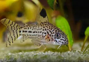 Corydora Julii Catfish