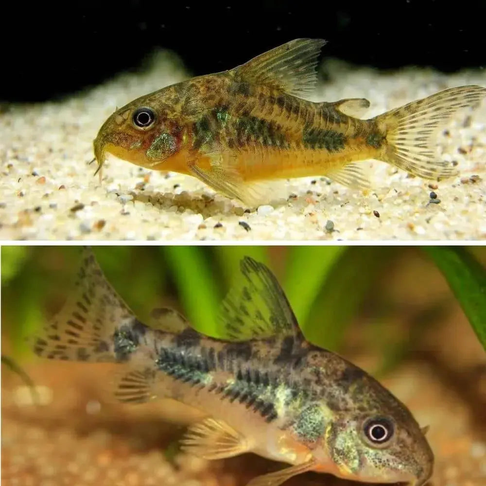 Corydora Peppered Catfish