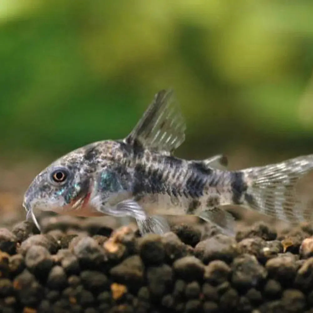 Corydora Peppered Catfish