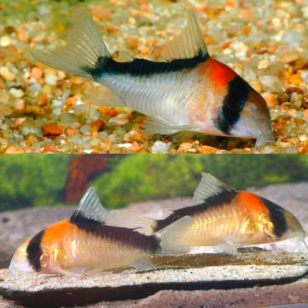 Corydoras Adolfoi