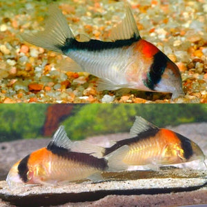 Corydoras Adolfoi