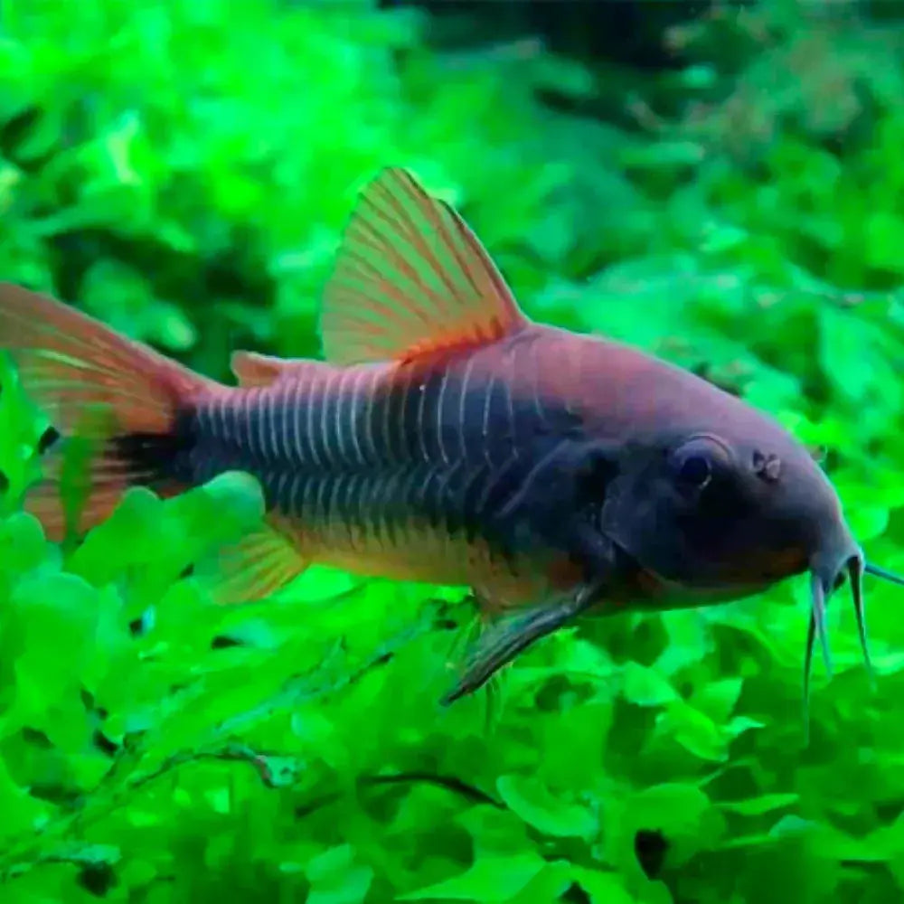 Corydoras Black Venezuelan Catfish