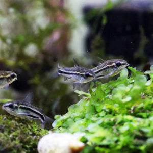 Pygmy Cory Catfish