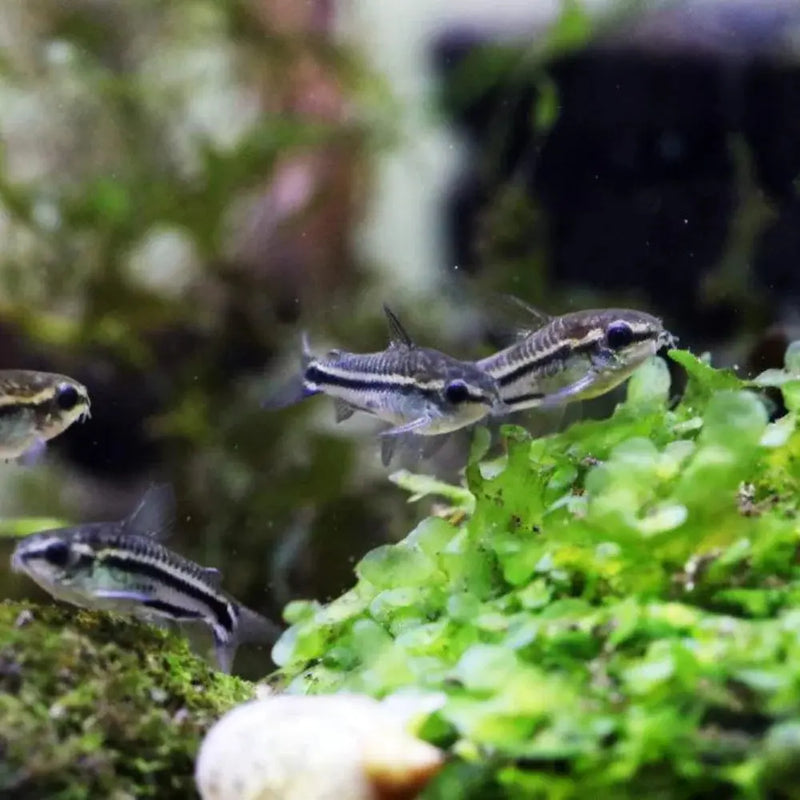 Pygmy Cory Catfish