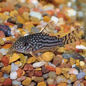 Corydoras Sterbai (Sterba's Cory)