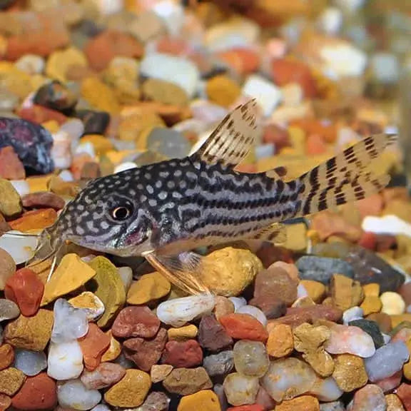 Corydoras Sterbai (Sterba's Cory)