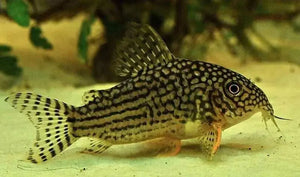 Corydoras Sterbai (Sterba's Cory)