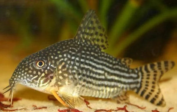 Corydoras Sterbai (Sterba's Cory)