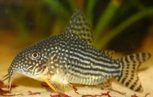 Corydoras Sterbai (Sterba's Cory)