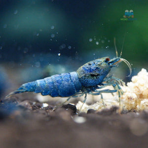 Deep Blue, Blue Bolts Shrimps