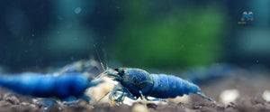 Deep Blue, Blue Bolts Shrimps