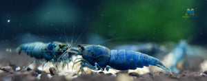 Deep Blue, Blue Bolts Shrimps
