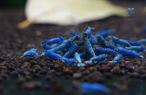 Deep Blue, Blue Bolts Shrimps
