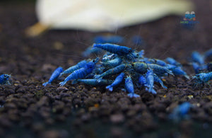 Deep Blue, Blue Bolts Shrimps