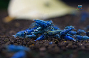 Deep Blue, Blue Bolts Shrimps